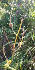 Aconitum lasiostomum