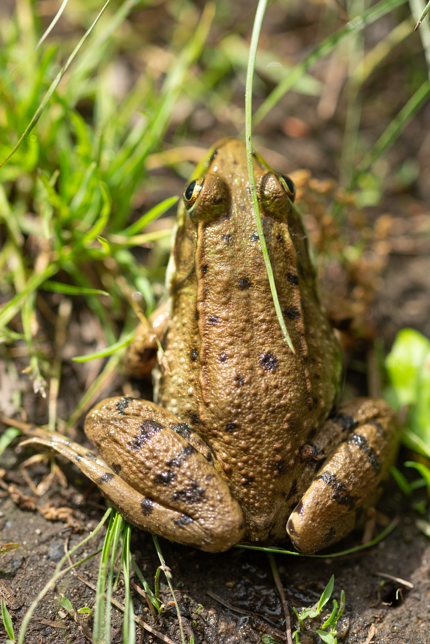 Little Grass Frog (Amphibians of Alabama) · iNaturalist