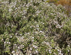 Olearia cymbifolia