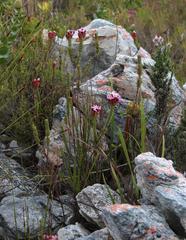 Sonderothamnus speciosus