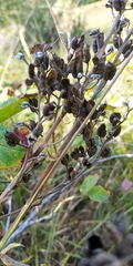 Aconitum lasiostomum