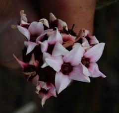 Sonderothamnus speciosus