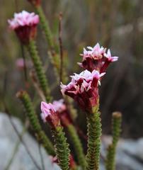 Sonderothamnus speciosus