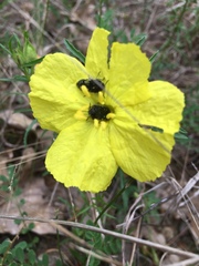 Acmaeodera ornatoides