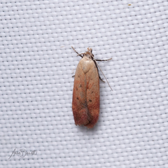 Anacampsis fullonella