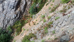 Eucephalus paucicapitatus