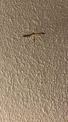 Capperia britanniodactylus