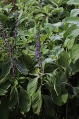 Coleus barbatus grandis