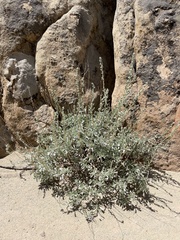 Artemisia nova
