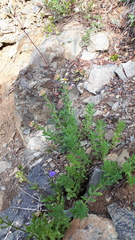 Eucephalus paucicapitatus