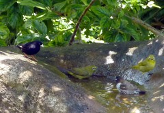 Vidua funerea funerea