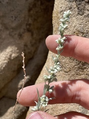 Artemisia nova