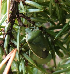 Chlorochroa juniperina