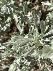Artemisia nova