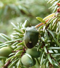 Chlorochroa juniperina