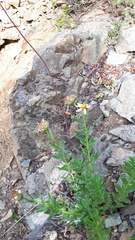 Eucephalus paucicapitatus