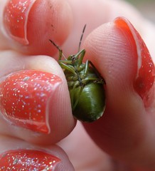 Chlorochroa juniperina