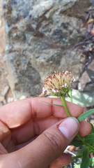 Eucephalus paucicapitatus