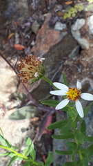 Eucephalus paucicapitatus