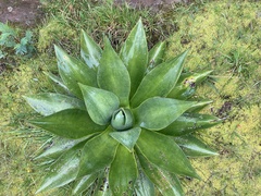 Agave sylvesteriana