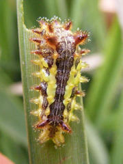 Neomocena convergens