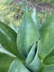 Agave sylvesteriana