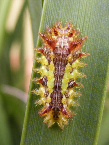 Neomocena convergens