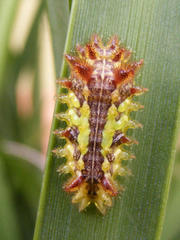 Neomocena convergens