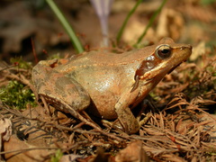 Rana latastei
