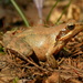 Italian Agile Frog - Photo (c) Daniele Seglie, some rights reserved (CC BY-NC), uploaded by Daniele Seglie