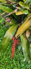 Aechmea fulgens