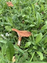 Bonomyces