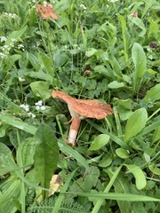 Bonomyces