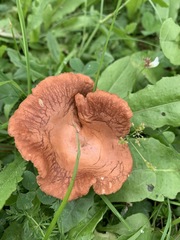 Bonomyces