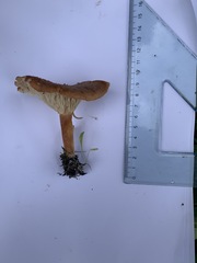 Bonomyces