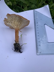 Bonomyces