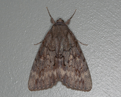 Catocala residua