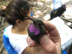 Lampornis amethystinus