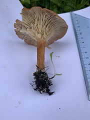 Bonomyces