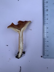 Bonomyces