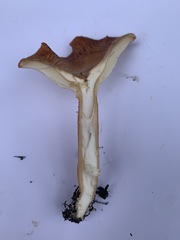 Bonomyces