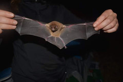 Mormoops megalophylla