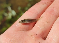 Fundulus dispar