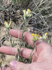 Chrysothamnus depressus