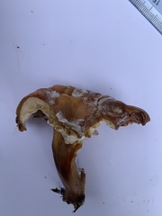 Bonomyces