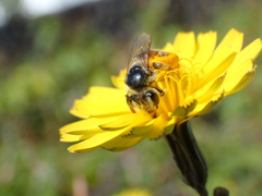 Andrena isis