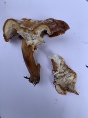 Bonomyces