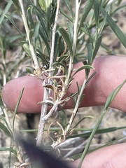 Chrysothamnus depressus