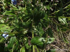 Myosotis afropalustris