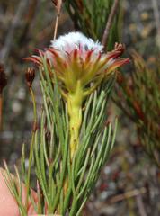 Serruria phylicoides